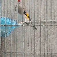 سهره سقا