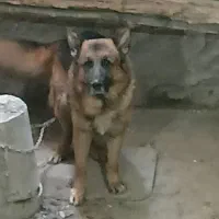 سگ ژرمن