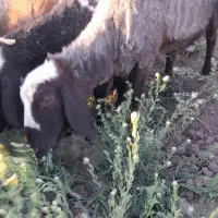 ۵ عدد میش اوستن|حیوانات مزرعه|راین, |دیوار