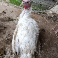 جوجه بوقلمون ۳۵و ۴۵و ۶۵ روزه نژاد بیوتی|حیوانات مزرعه|دابودشت, |دیوار