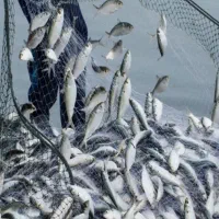 تورماهیگیری جاروفی کنارساحل دریا و راهبند رودخانه