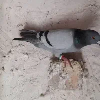 نرسبزمسافتی