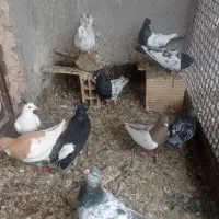 کبو تر رنگه صید