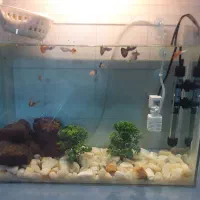 اکواریوم وکلی وسایل