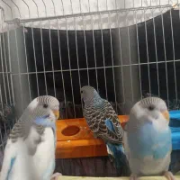 مرغ عشق اسپانگل و فلو رامشیر