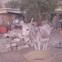 فروش خر بخته|حیوانات مزرعه|شیراز, دوکوهک|دیوار