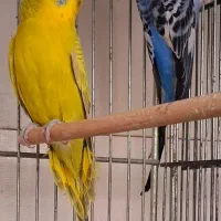 مرغ عشق مولد با جوجه های تازه دونخور و تخم و لانه