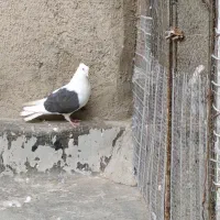 کفتر|پرنده|قم, ولیعصر|دیوار