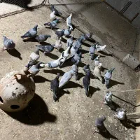 کبوتر فروشی