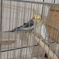 عروس هلندی|پرنده|آبدانان, |دیوار