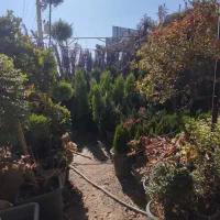 فروش درخت و گل و گیاه|گل و گیاه طبیعی|شیراز, گویم|دیوار