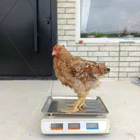 مرغ و خروس و جوجه محلی|حیوانات مزرعه|قائمشهر, |دیوار