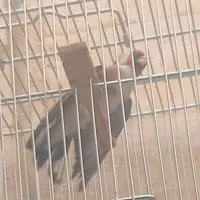 سهره کت بازکن مسابقه ای شرور