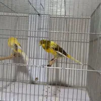 قناری رسمی بلند|پرنده|باغ بهادران, |دیوار