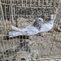 فروش کفتر پرشی