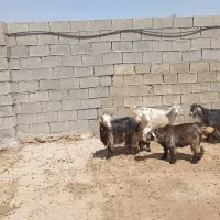 فروش بز بختیاری