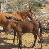 مادیان با کره|اسب و تجهیزات اسبسواری|دهدشت, |دیوار