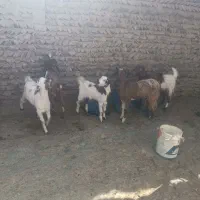 گوسفند برای مالداری