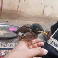 مینا