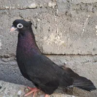 کبوتر زاغ