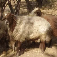 قوچ افشار|حیوانات مزرعه|خانمیرزا, |دیوار