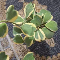 گل طبیعی .هویا (کری)ابلق و سبز|گل و گیاه طبیعی|تهران, شهید فکوری|دیوار