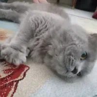 گربه اسکاتیش نر سالم