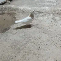 قفس .طوقی|عمده‌فروشی|اردکان, |دیوار