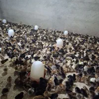 جوجه  محلی و مرندی و برهما عمده و خرده