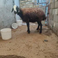 شیشک|حیوانات مزرعه|ازنا, |دیوار