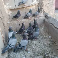 کبوتر پرشی سبز