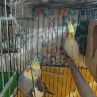 تعدادی طوطی عروس لوتینو و طویی|پرنده|ساری, |دیوار