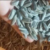 تخمه افتاب گردان رقم s400