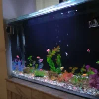 ماهی اکواریوم