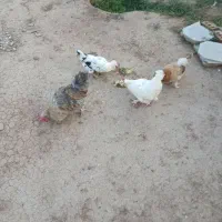 فروش مرغ خروس