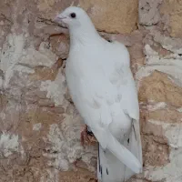 دوتا کفتر اوقون آلمانی جوان ابلق دم هفترنگ|پرنده|مشهد, شهید شهریاری|دیوار