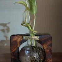 دکوری گلدان چوبی پتوس هدیه مینیمال