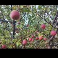 باغ ثمری سی سخت