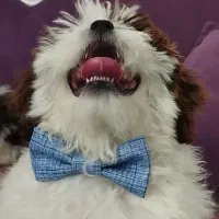 سگ، توله، تریر، شیتزو، پودل