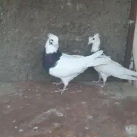 کبوتر رنگی پرنده