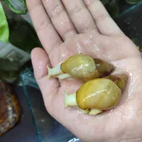 حلزون آلبینو یک حیوان خانگی بی دردسر