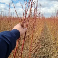 نهال درخت میوه هلو بادام دیرگل و ...