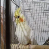 عروس هلندی سه تا|پرنده|وحیدیه, |دیوار