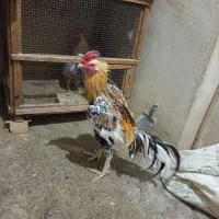 خروس لاری|حیوانات مزرعه|کرمانشاه, |دیوار