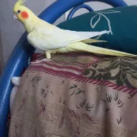 عروس هلندی لوتینوزعفرانی  ماده بالغ|پرنده|مشهد, ادیب نیشابوری (شهرک غرب)|دیوار