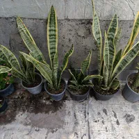 سانسوریا طلایی