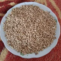 گندم|عمده‌فروشی|ایزدخواست, |دیوار