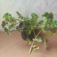 شمعدونی گل