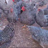 جوجه مرغ آمروک و برهما یک هفته ای