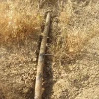 گندم کوهدشت